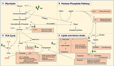 An Army Marches on Its Stomach: Metabolic Intermediates as Antimicrobial Mediators in Mycobacterium tuberculosis Infection